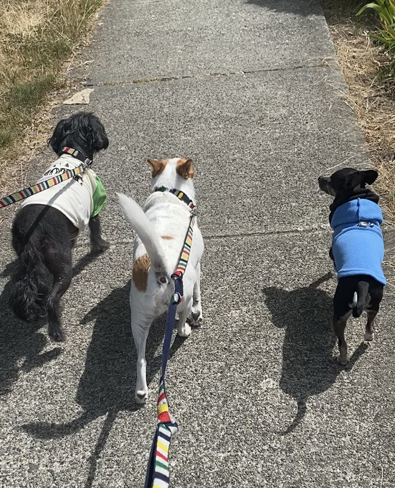 We love a good dog walk with a pack of cute pups