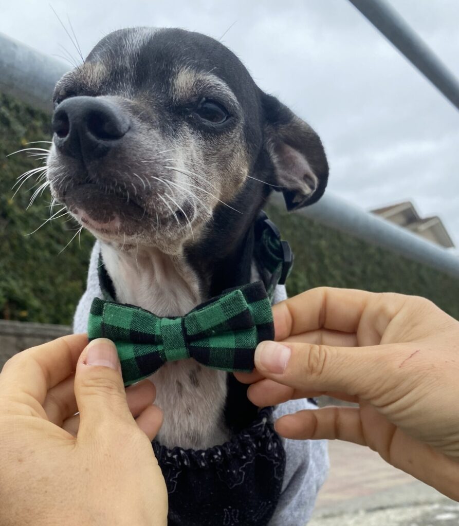 The Pet Sitting Pros adjusting this dogs outfit so he looks perfect for his owner's wedding day.