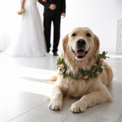 A cute golden retriever posing at his parents wedding. He is being cared for by pet sitters during this wedding ceremony.