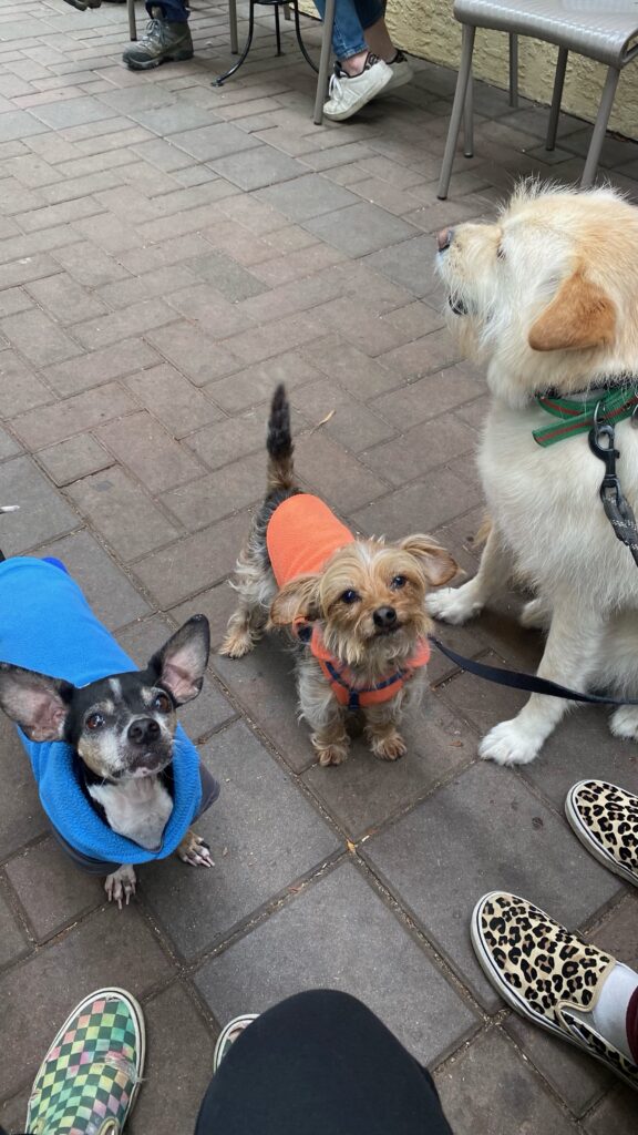 The Pet Sitting Pros enjoying a coffee on an outdoor patio with their dog Dewey and two other pups they often care for.